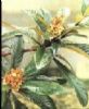 Supply Loquat Leaf Extraction